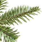 Alpine Fir® Tree (Abies lasiocarpa)