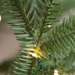 Alpine Fir® Tree (Abies lasiocarpa)