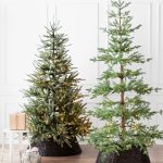 Alpine Fir® Tree (Abies lasiocarpa)