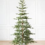 Alpine Fir® Tree (Abies lasiocarpa)