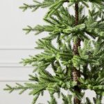 Alpine Fir® Tree (Abies lasiocarpa)