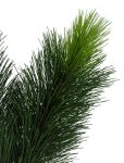 Scotch Pine Christmas Trees