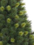 Scotch Pine Christmas Trees