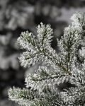 Frosted Yukon Spruce® Artificial Christmas Tree